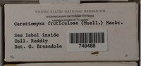 Ceratiomyxa fruticulosa var. fruticulosa image